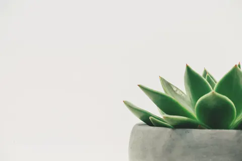 Wallpaper Sukulen 4K · flowers · 3840×2560