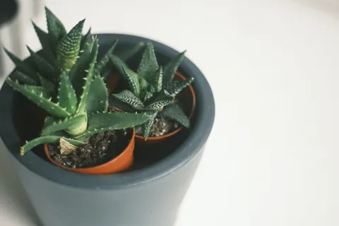 Succulents 4K Wallpaper · flowers · 3840×2560