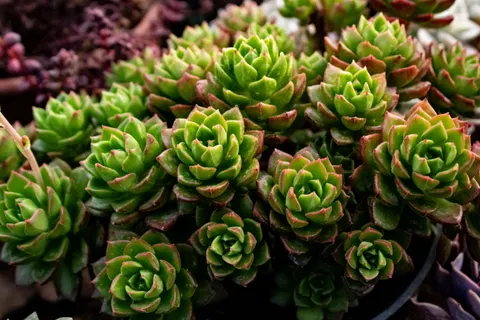 Succulents 4K Wallpaper · flowers · 3840×2560