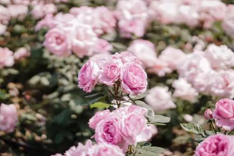Rosengarten 4K Hintergrundbild · flowers · 3840×2560
