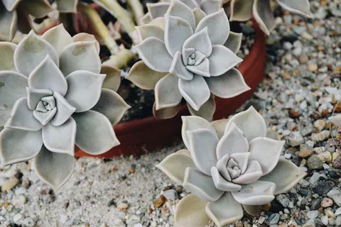 Succulents 4K Wallpaper · flowers · 3840×2560