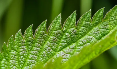 Fern Leaf 4K Wallpaper · flowers · 3840×2279