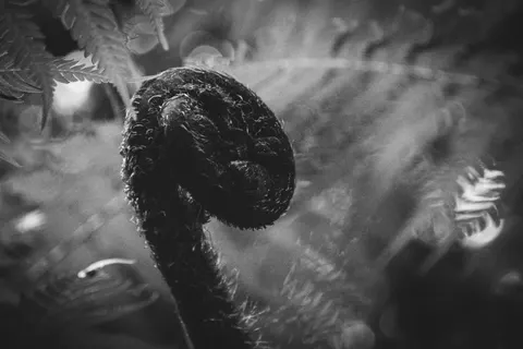 Fern Leaf 4K Wallpaper · flowers · 3840×2560