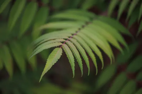 Fern Leaf 4K Wallpaper · flowers · 3840×2560
