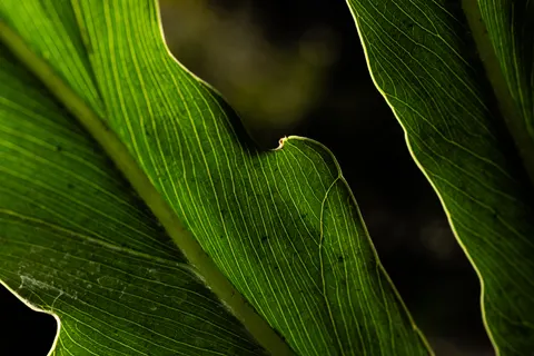 Wallpaper Daun Pakis 4K · flowers · 3840×2561