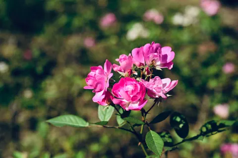 Rosengarten 4K Hintergrundbild · flowers · 3840×2555