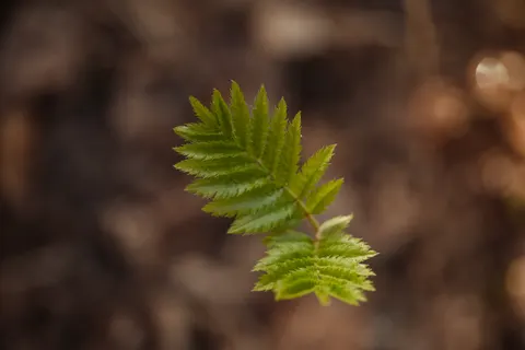 Eğrelti Yaprağı 4K Duvar Kağıdı · flowers · 3840×2560