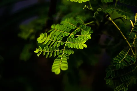 Fondo de pantalla Hoja de helecho 4K · flowers · 3840×2553