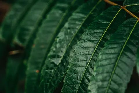 Fern Leaf 4K Wallpaper · flowers · 3840×2560