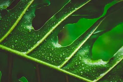 Eğrelti Yaprağı 4K Duvar Kağıdı · flowers · 3840×2560