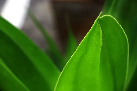 Fern Leaf 4K Wallpaper · flowers · 3840×2560