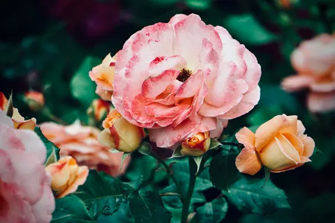 Fondo de pantalla Jardín de Rosas 4K · flowers · 3840×2560
