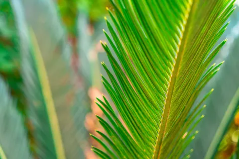Fern Leaf 4K Wallpaper · flowers · 3840×2560