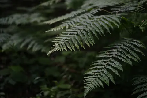 Fern Leaf 4K Wallpaper · flowers · 3840×2560