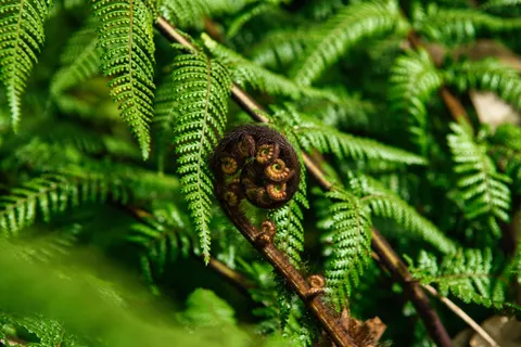 Fern Leaf 4K Wallpaper · flowers · 3840×2560