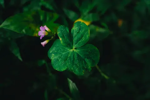 Fern Leaf 4K Wallpaper · flowers · 3840×2560