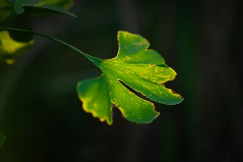 Fern Leaf 4K Wallpaper · flowers · 3840×2560