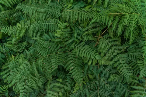 Fern Leaf 4K Wallpaper · flowers · 3840×2563