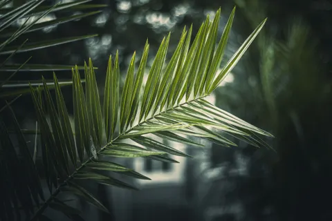 Fern Leaf 4K Wallpaper · flowers · 3840×2560