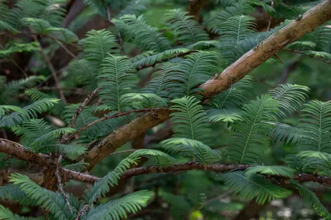 Fern Leaf 4K Wallpaper · flowers · 3840×2560