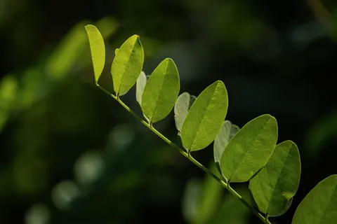 Fern Leaf 4K Wallpaper · flowers · 3840×2560