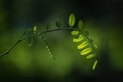 Fondo de pantalla Hoja de helecho 4K · flowers · 3840×2560