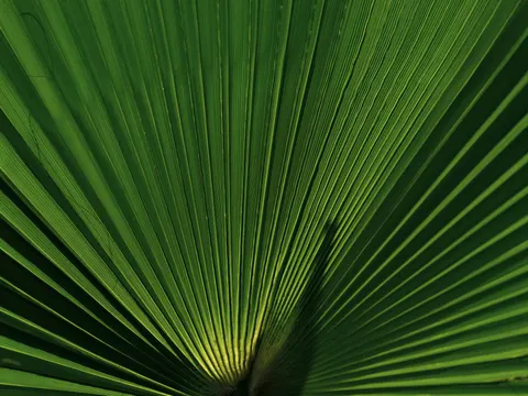 Fern Leaf 4K Wallpaper · flowers · 3840×2880