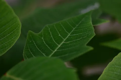 Fern Leaf 4K Wallpaper · flowers · 3840×2560