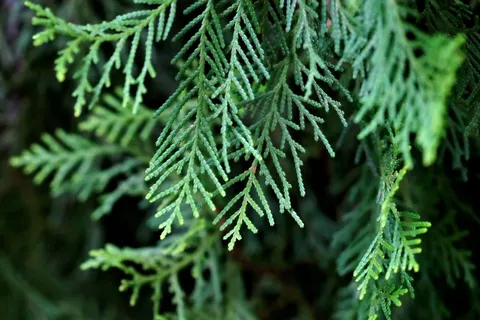 Fern Leaf 4K Wallpaper · flowers · 3840×2560