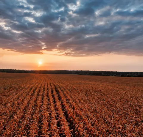 Landelijk Veld 4K-achtergrond · nature · 3840×3694