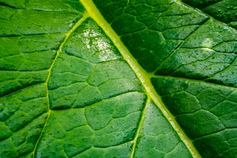 Fern Leaf 4K Wallpaper · flowers · 3840×2560