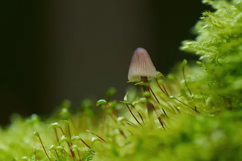 والپیپر برگ سرخس با کیفیت 4K · flowers · 3840×2549