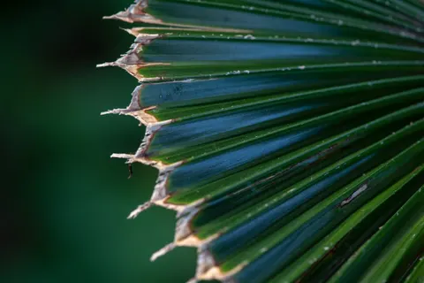 Fern Leaf 4K Wallpaper · flowers · 3840×2563