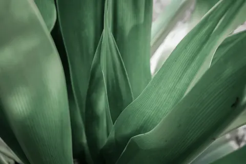 Fern Leaf 4K Wallpaper · flowers · 3840×2560