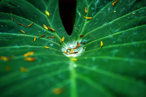 Fern Leaf 4K Wallpaper · flowers · 3840×2563