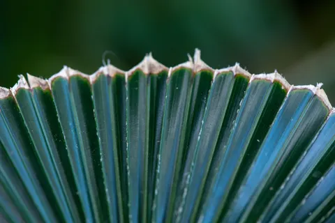 والپیپر برگ سرخس با کیفیت 4K · flowers · 3840×2563