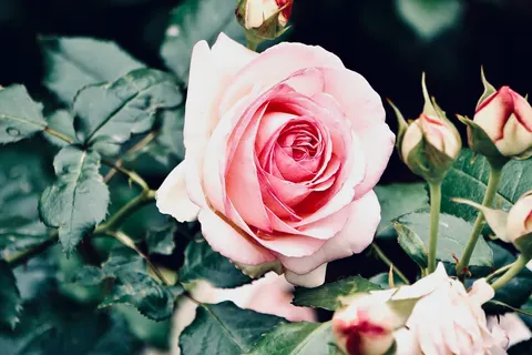 Rosengarten 4K Hintergrundbild · flowers · 3840×2560
