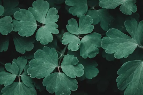 Fern Leaf 4K Wallpaper · flowers · 3840×2560