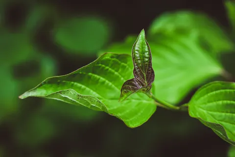 Wallpaper Daun Pakis 4K · flowers · 3840×2560