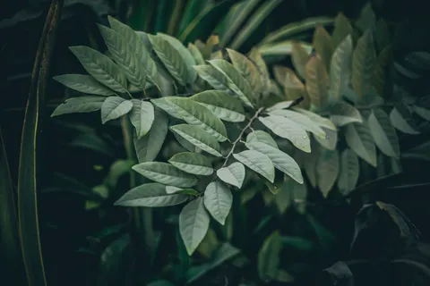Fondo de pantalla Hoja de helecho 4K · flowers · 3840×2560
