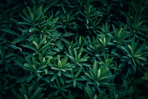 Fern Leaf 4K Wallpaper · flowers · 3840×2560