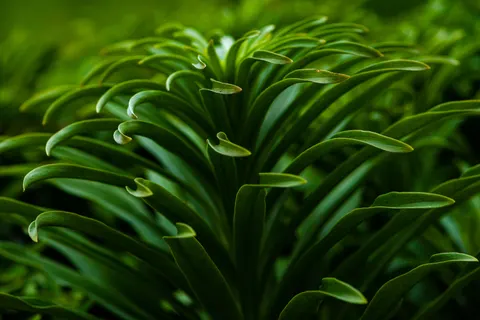 Sfondo Foglia di felce 4K · flowers · 3840×2563