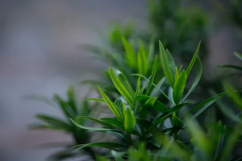 Fern Leaf 4K Wallpaper · flowers · 3840×2560