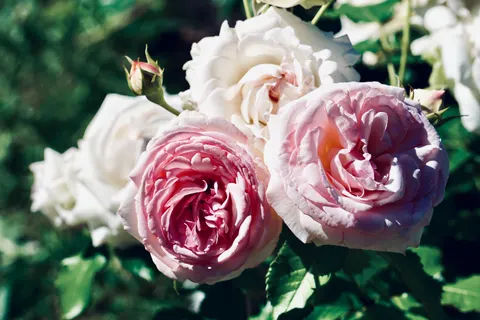 Rosengarten 4K Hintergrundbild · flowers · 3840×2560