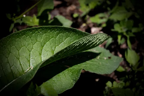 Fern Leaf 4K Wallpaper · flowers · 3840×2561