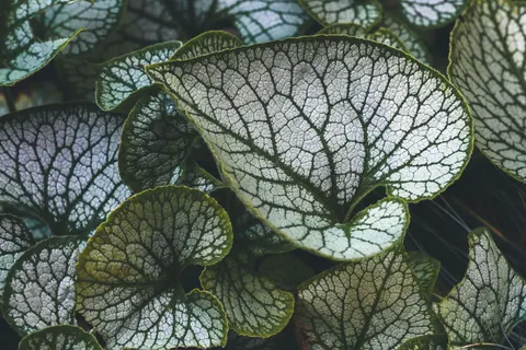 Fern Leaf 4K Wallpaper · flowers · 3840×2560