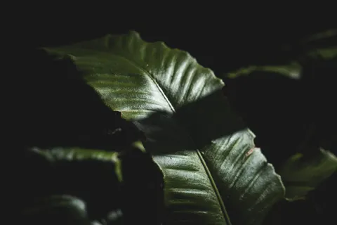 Fern Leaf 4K Wallpaper · flowers · 3840×2560