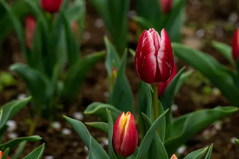 Tulip Garden 4K Wallpaper · flowers · 3840×2560