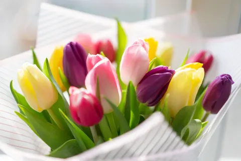 خلفية حديقة التوليب بدقة 4K · flowers · 3840×2560