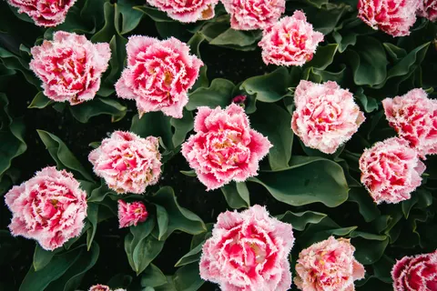 Tulpengarten 4K Hintergrundbild · flowers · 3840×2560